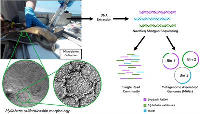 Stingray epidermal microbiomes are species-specific with local adaptations